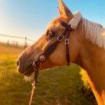 Hochwertiges Lederkopfstück mit farbigen Schmucksteinen am Pferd