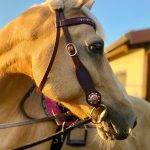 Hochwertiges Lederkopfstück mit weicher Polsterung am Pferdekopf