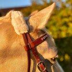 Detailaufnahme eines braunen Lederkopfstücks mit Polsterung am Pferd