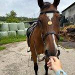 Gesatteltes Pferd mit Zaumzeug auf dem Hof, eine Hand wird dem Pferd entgegengestreckt