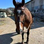 Pferd mit Sattel und Zaumzeug steht auf dem Hof
