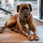 Boxerhund liegt auf dem Boden und trägt ein braunes Lederhalsband