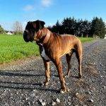 Hund mit braunem Lederhalsband steht auf einem Feldweg