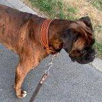 Hund trägt ein braunes Lederhalsband in ländlicher Umgebung